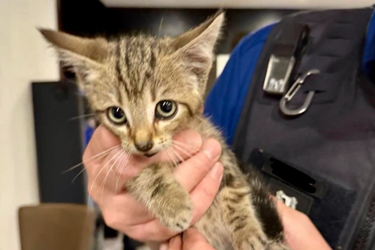 Basel Stadt – Junge Katze zugelaufen