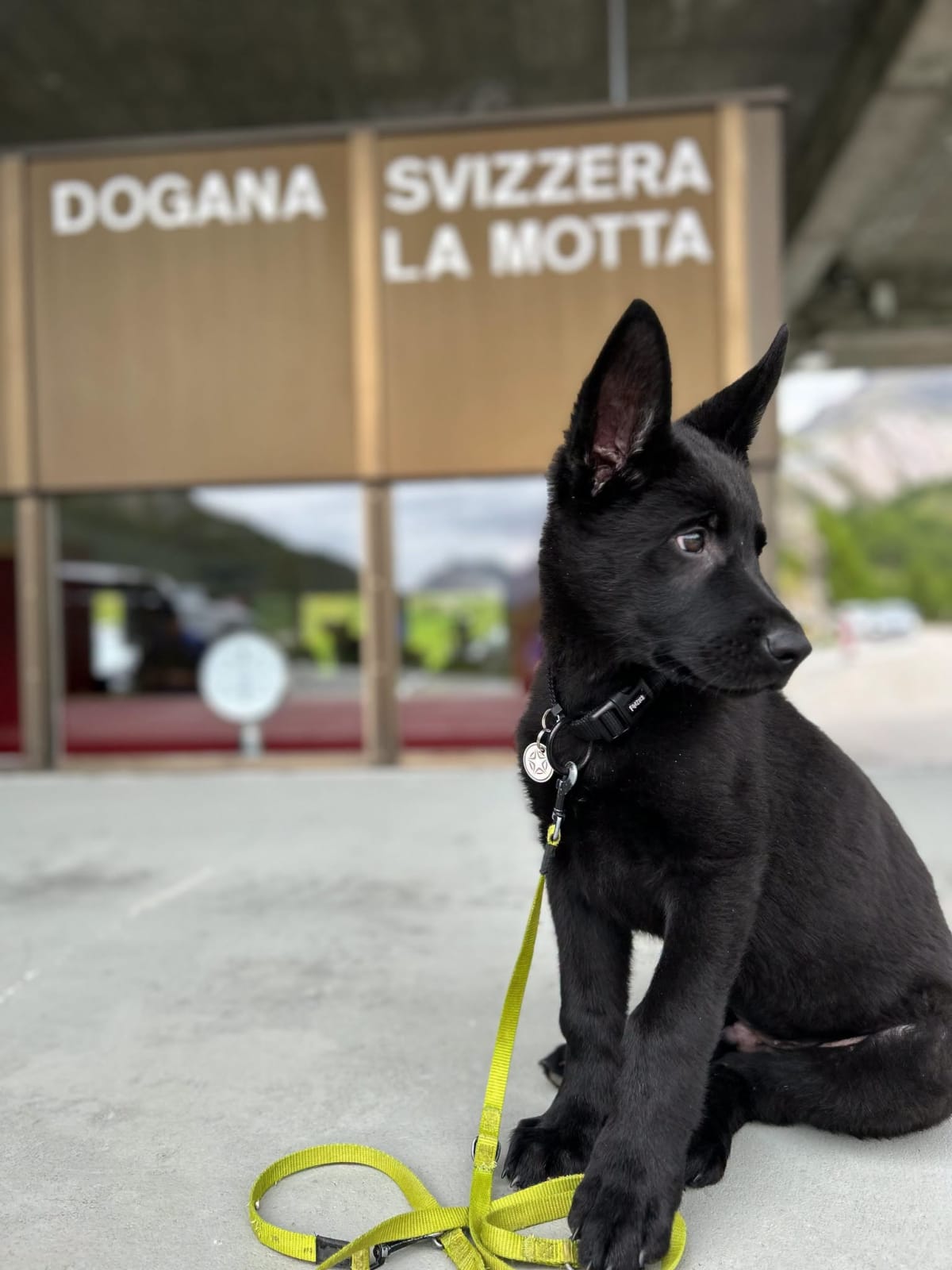 Graubünden – Neuer Spürhund-Nachwuchs beim BAZG