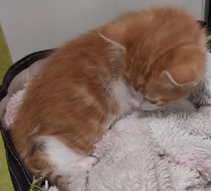 Mannheim – Bundespolizei stellt Katzenbaby aus Plastiktüte sicher