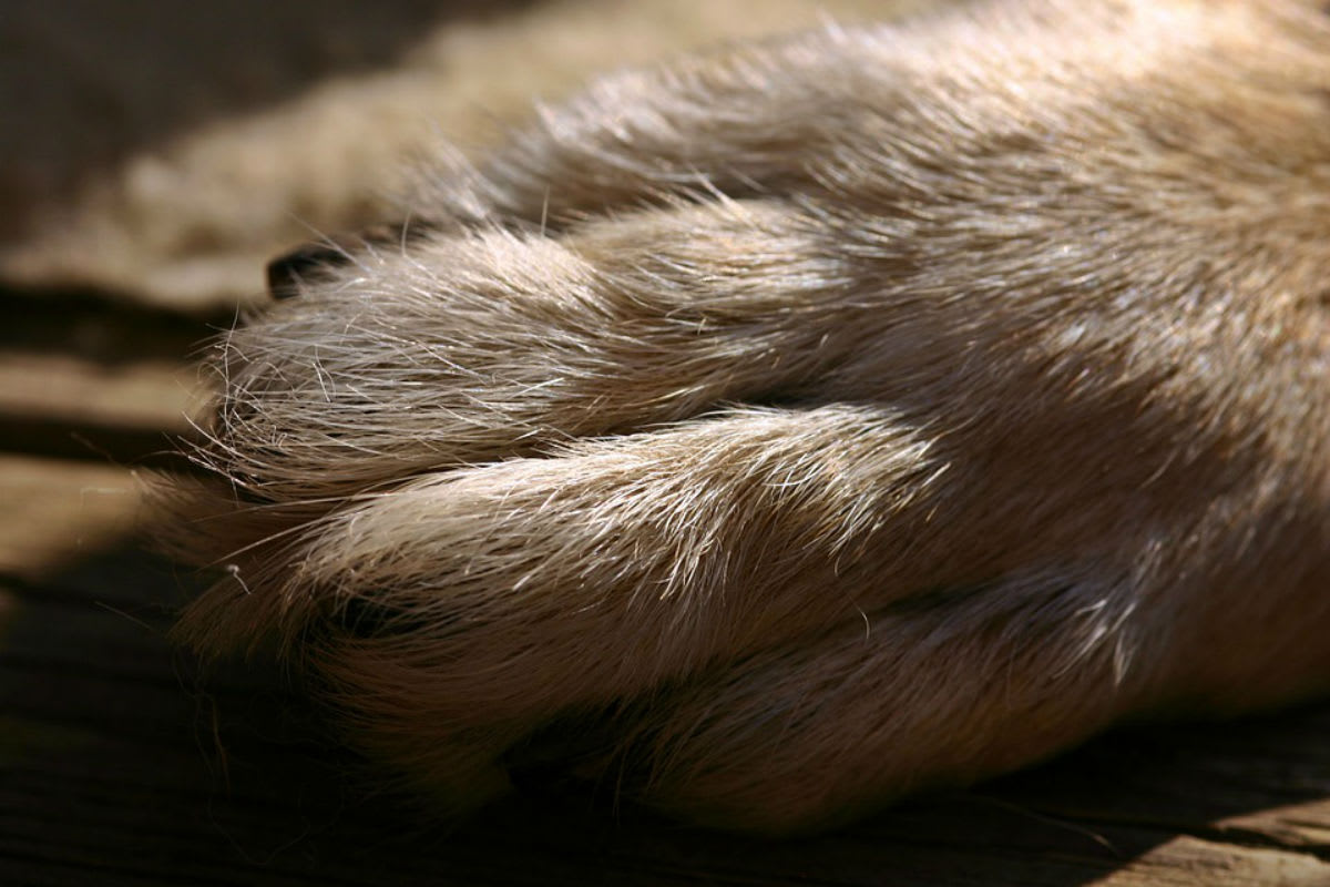 Wien – Mann misshandelt Hund bei Polizeieinsatz