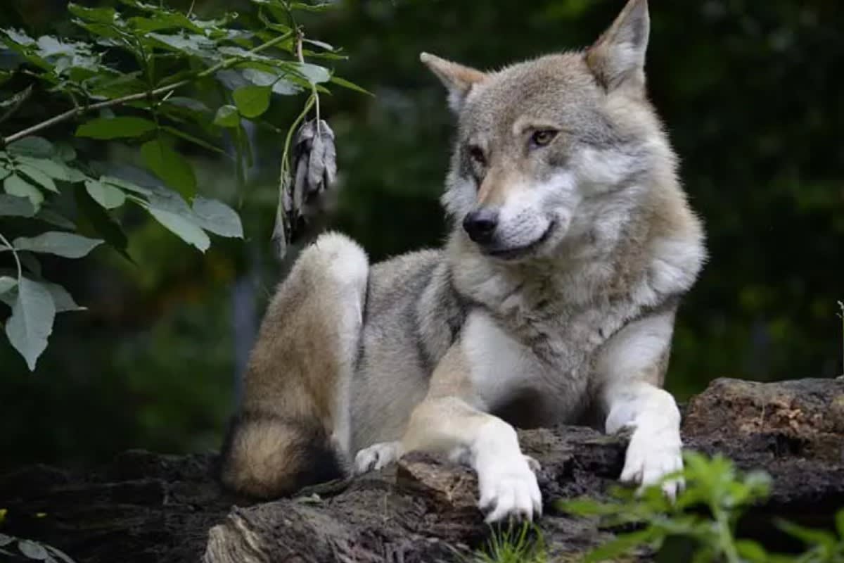 Entscheid - BAFU stimmt Abschussgesuch für einen Jungwolf aus dem Rudel im Valle di Blenio zu