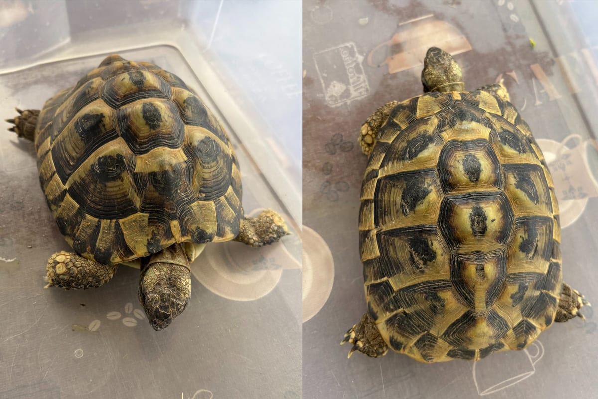 Eiken AG – Griechische Landschildkröte auf Veloweg gefunden
