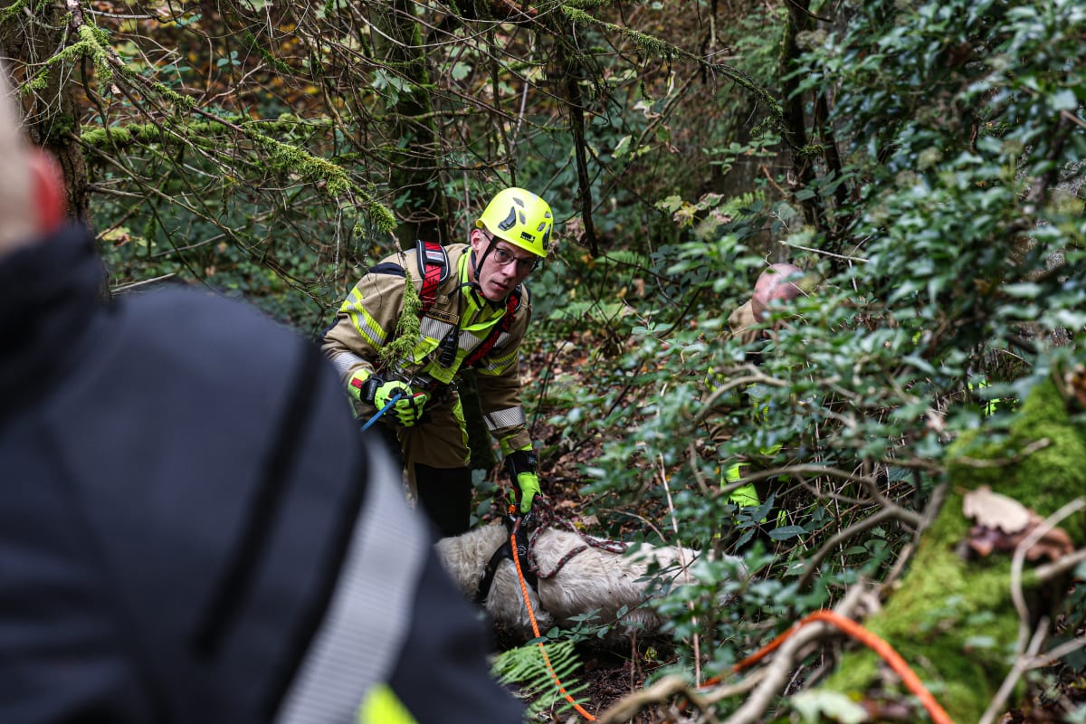 Iserlohn – Feuerwehr rettet Hund aus Steilhang im Stadtwald