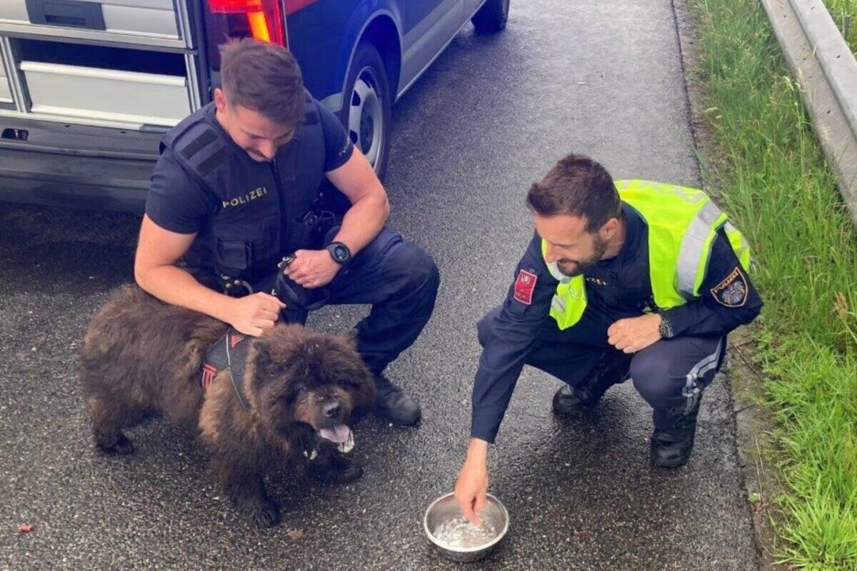 Kärnten - Polizei fängt entlaufenen Hund auf der Autobahn ein