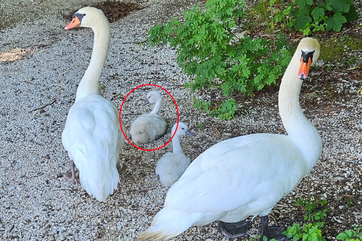 Fuschlsee SB – Polizisten und Passanten retten Jungschwan