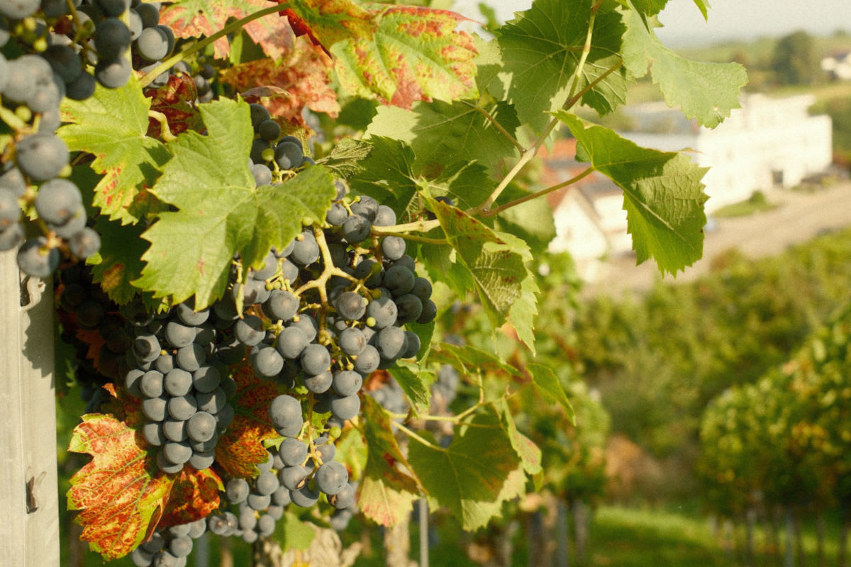 Edesheim – Gesamte Cabernet-Sauvignon-Ernte gestohlen
