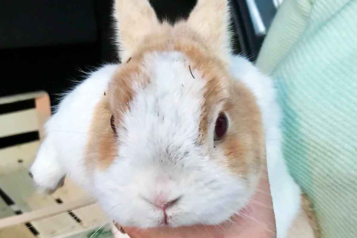 UPDATE Tarrenz - „Osterhase“ wieder daheim!