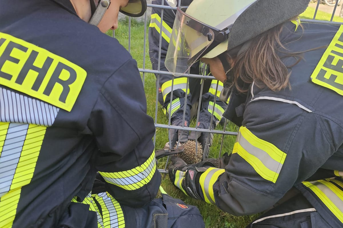 Celle – Feuerwehr befreit Igel aus Zaun