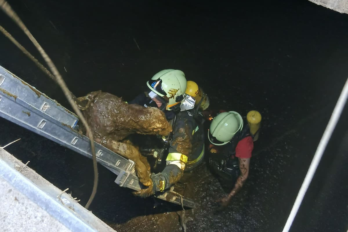 Groisbach – Feuerwehr rettet neugeborene  Kälber aus Güllegrube