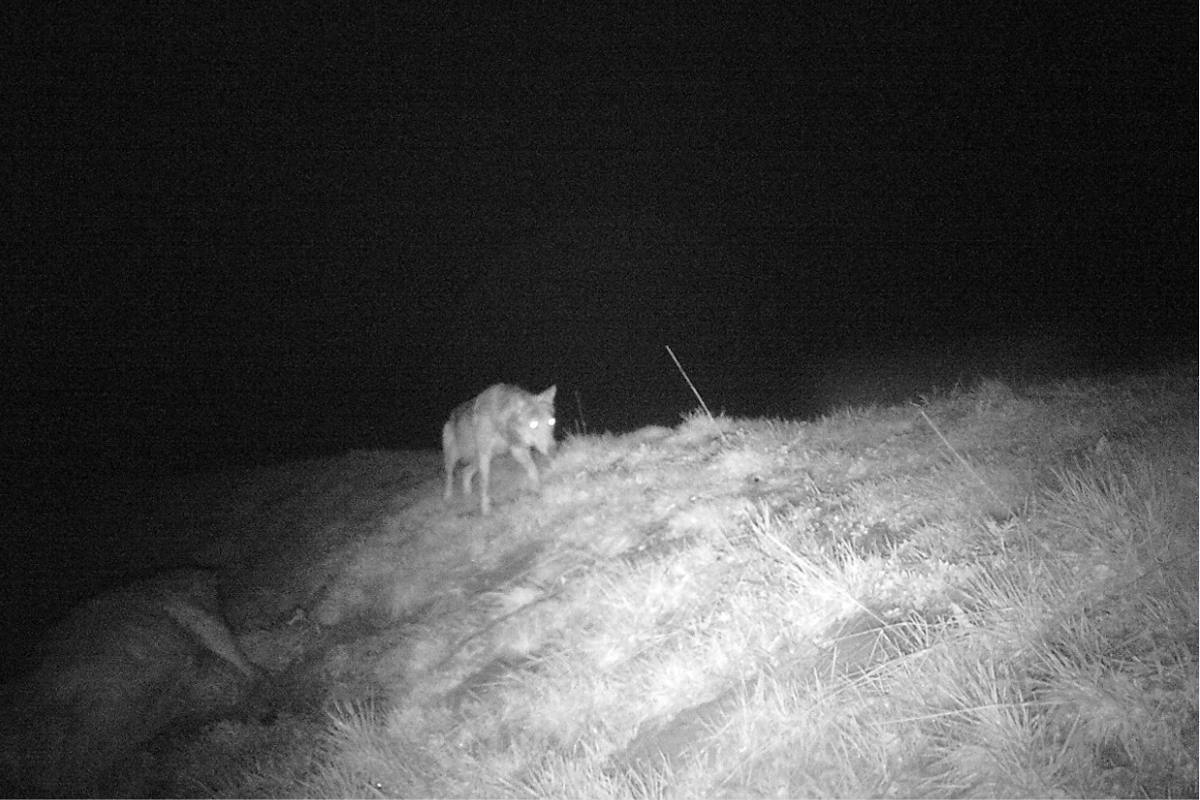 Säntis AR – Wolf reisst Hirschkuh im Jagdbanngebiet