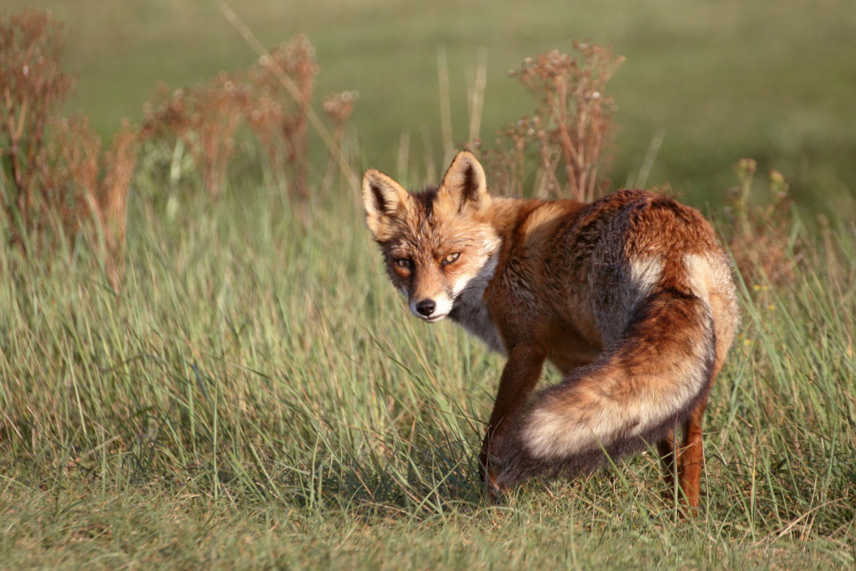 Wien – Fuchs versteckt Geldbörse und Handy in seinem Bau