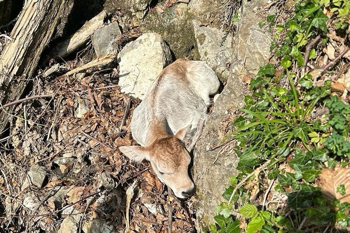 Sundlauenen BE – Kalb in Not aus Strassengraben gerettet