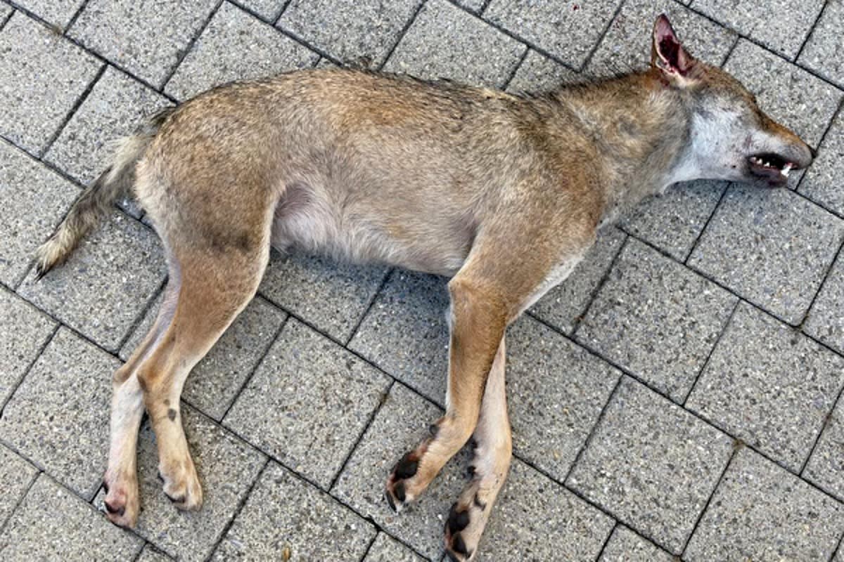 Giswil OW - Wolf von Auto überfahren und getötet