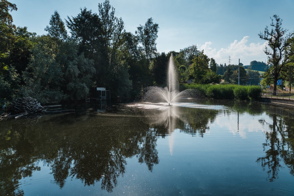 St.Gallen – 600 tote Fische aus Weiher geborgen