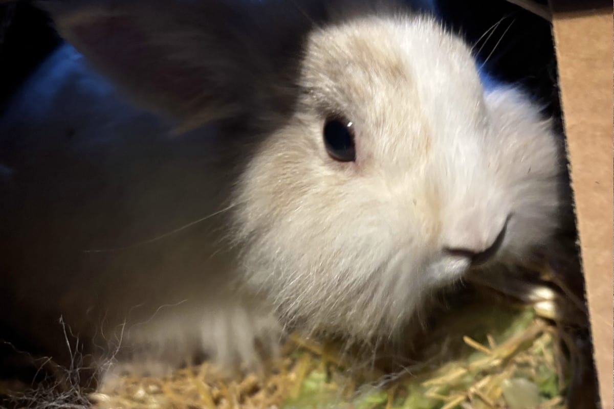 Hirschthal AG – Ausgesetzte Kaninchen in Wald gefunden