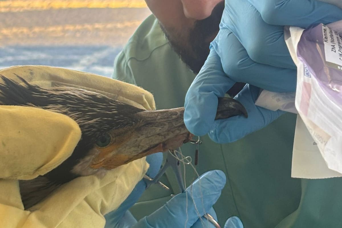 Bremen – Feuerwehr befreit Kormoran von Angelhaken