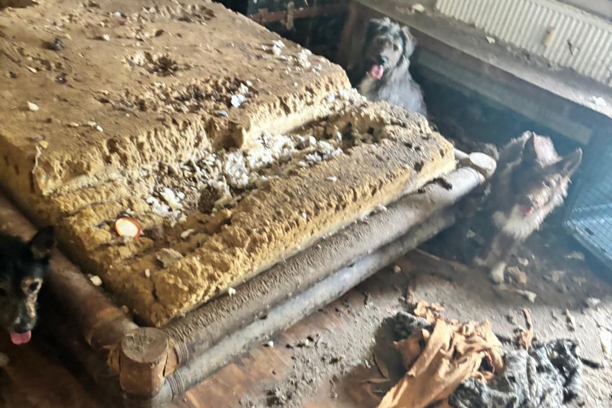 Bornheim – 19 verwahrloste Hunde nach Tod ihres Halters gerettet