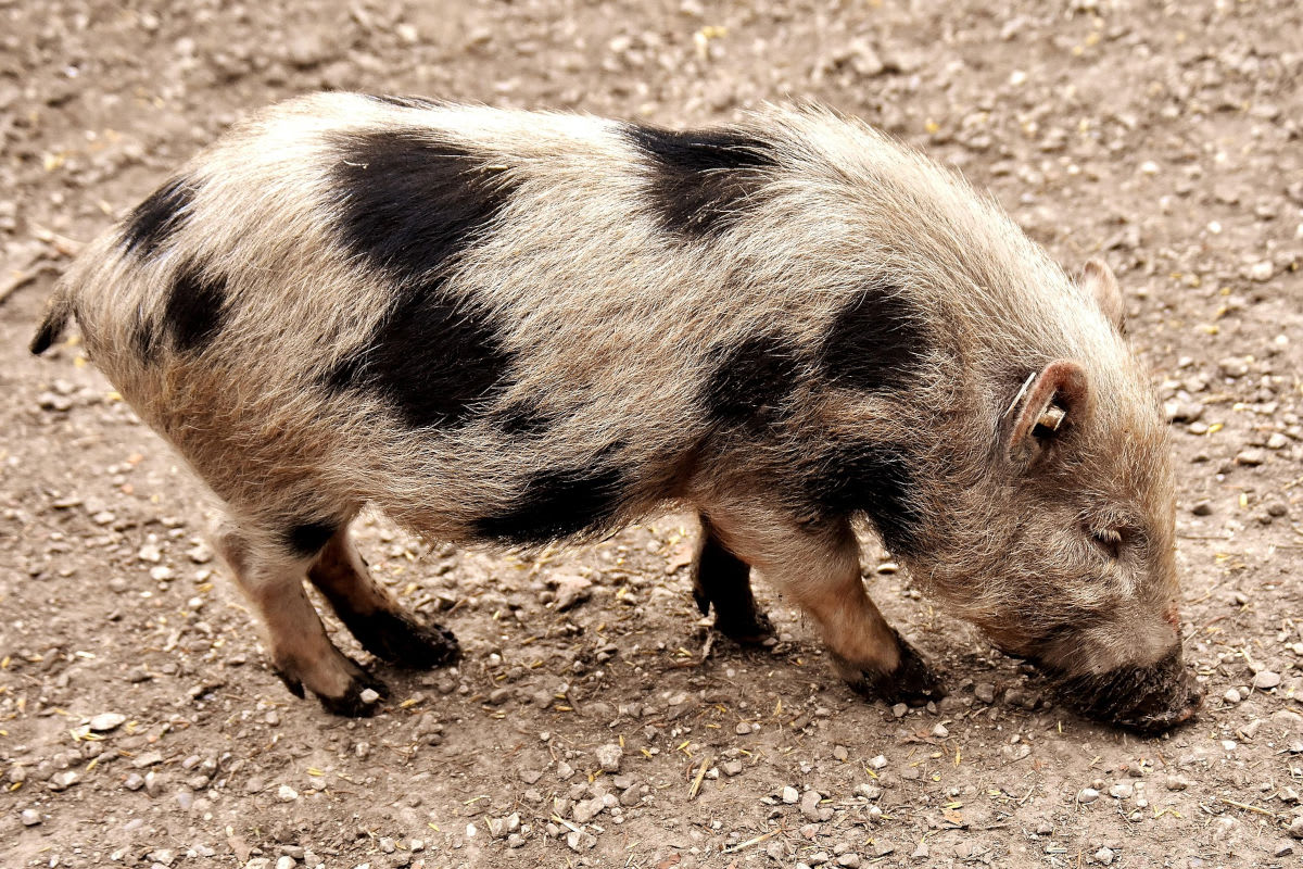 Witzhave – Polizei ermittelt nach grausamem Tierfund