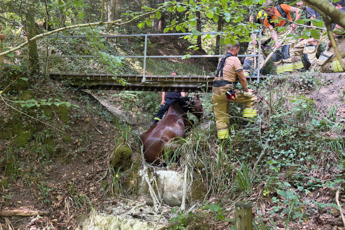 Baar ZG – Pferd geht durch und stürzt von Brücke
