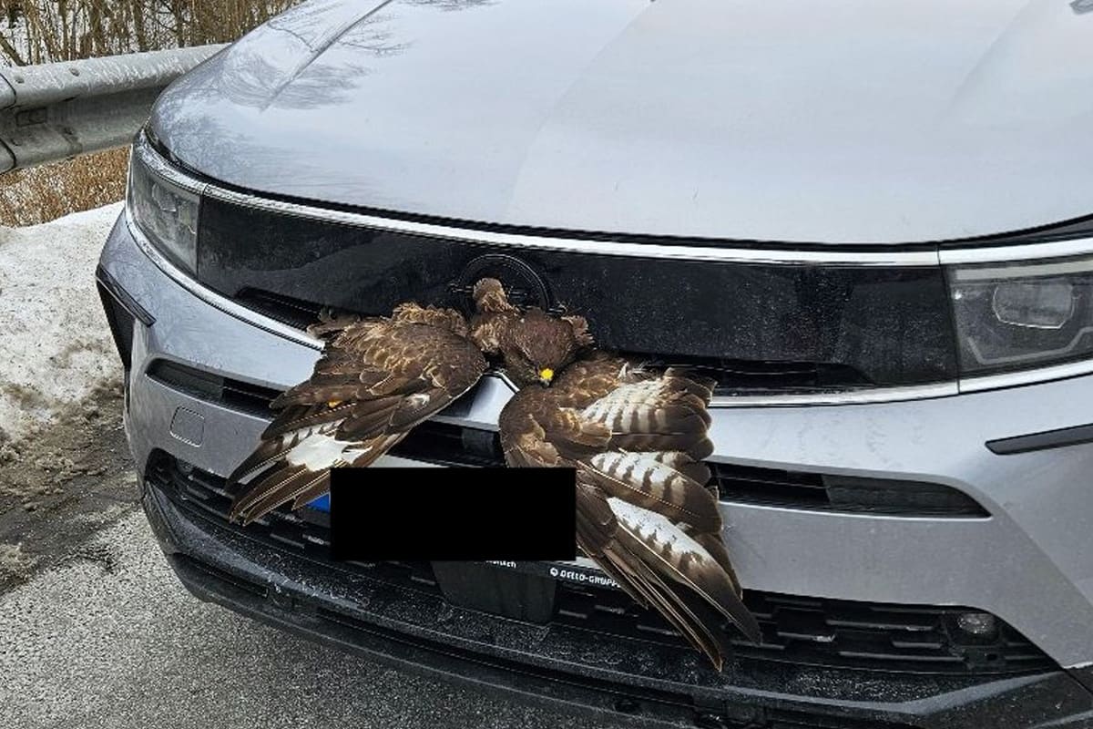 A20 Badendorf – Bussard überlebt Kollision mit Auto