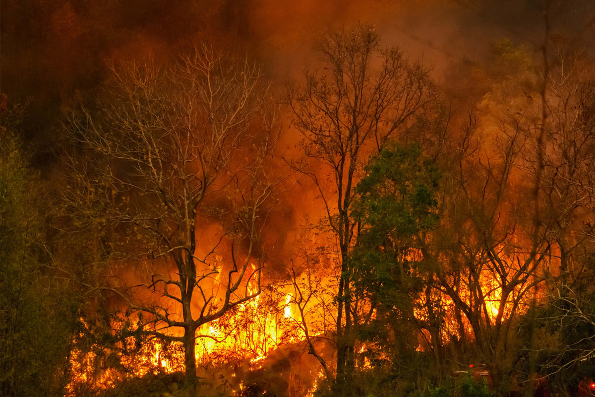 Mesekenhagen – Tatverdächtiger nach Waldbrand in Klinik gebracht