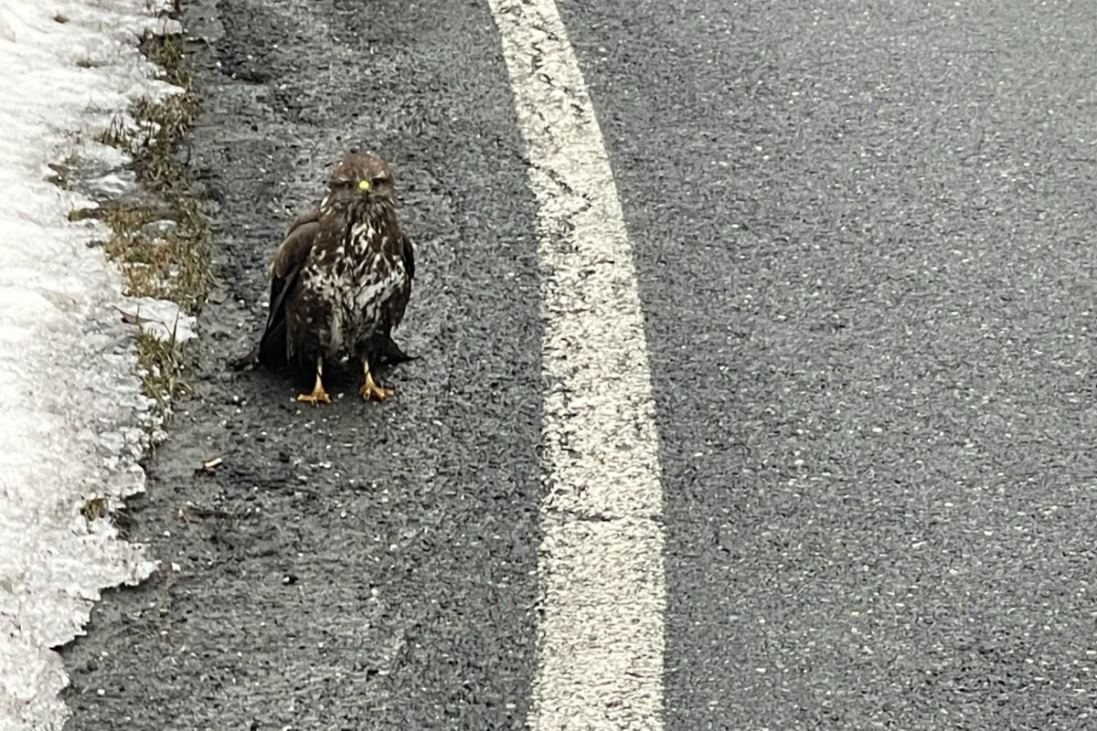 Dienten S – Verletzter Mäusebussard geborgen