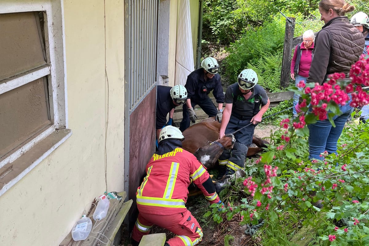 Velbert – Feuerwehr rettet eingeklemmtes Pferd