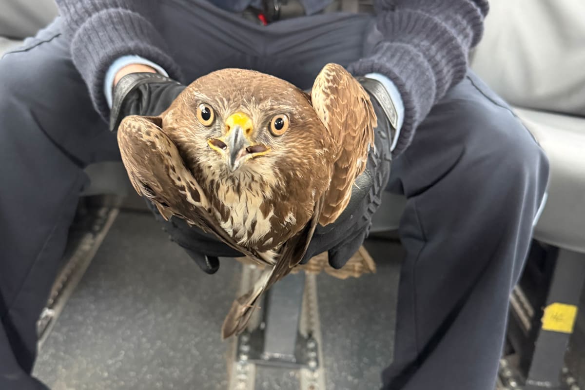 Rastatt – Polizei rettet verletzten Mäusebussard