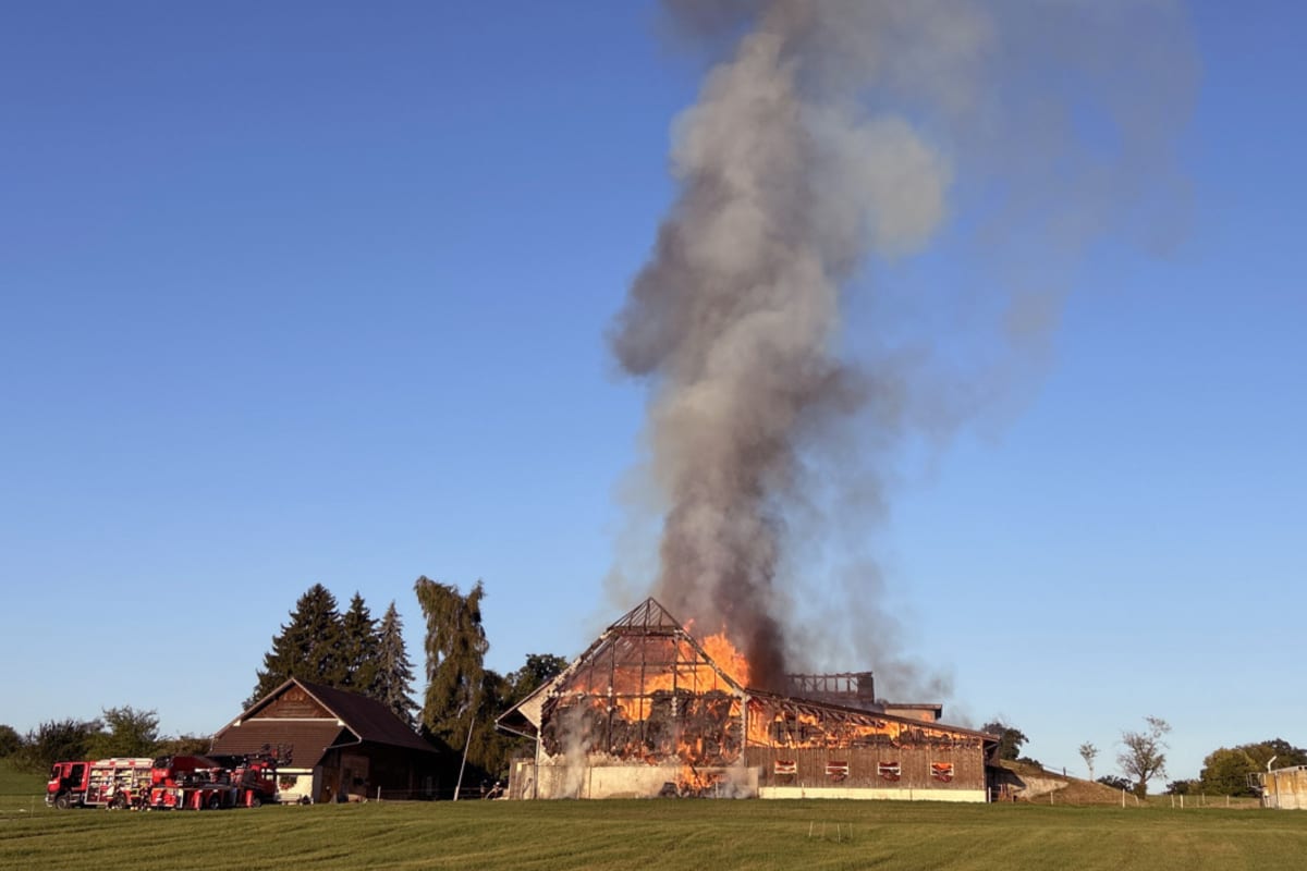 Düdingen FR – 15 Kälber sterben bei Brand auf Bauernhof
