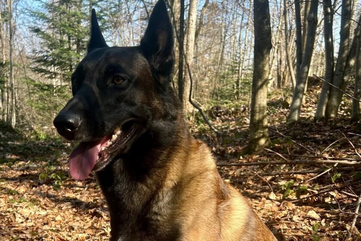 Grub SG – Vermisste 18-Jährige dank Polizeihund gefunden