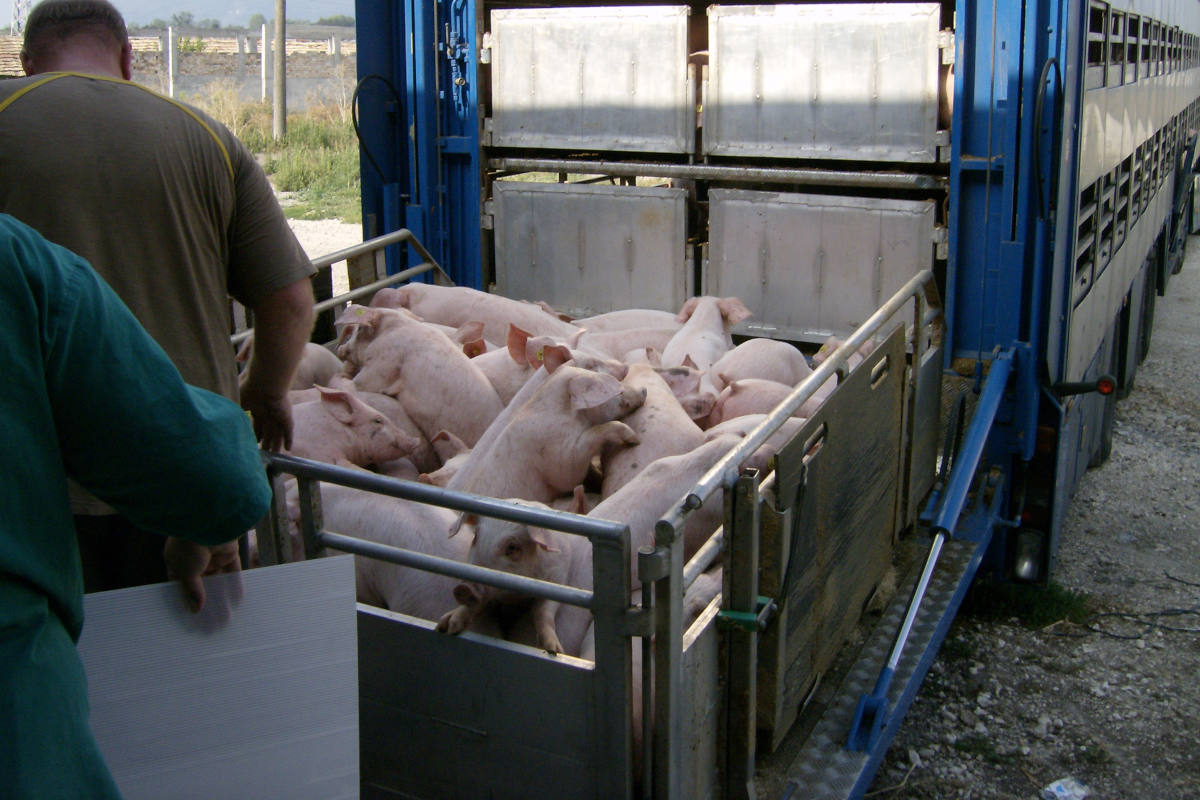 Grieskirchen OÖ – Überladener Tiertransporter mit 730 Ferkeln gestoppt