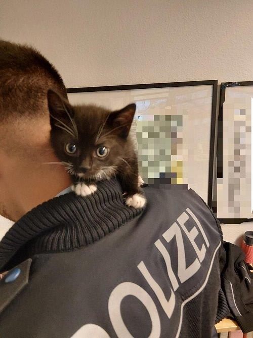 Bielefeld – Mann versucht Katzenbabys am Bahnhof zu verkaufen