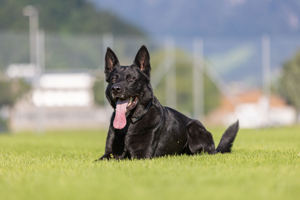 Malters LU – Diensthund und Drohne im Einsatz - Zwei Einbrecher verhaftet