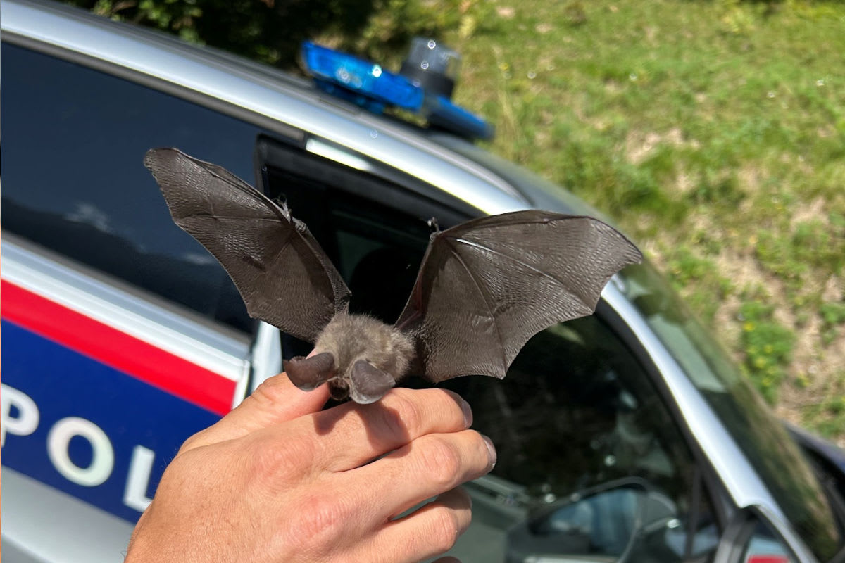 Fulpmes T – Verirrte Fledermaus aus Postfiliale gerettet