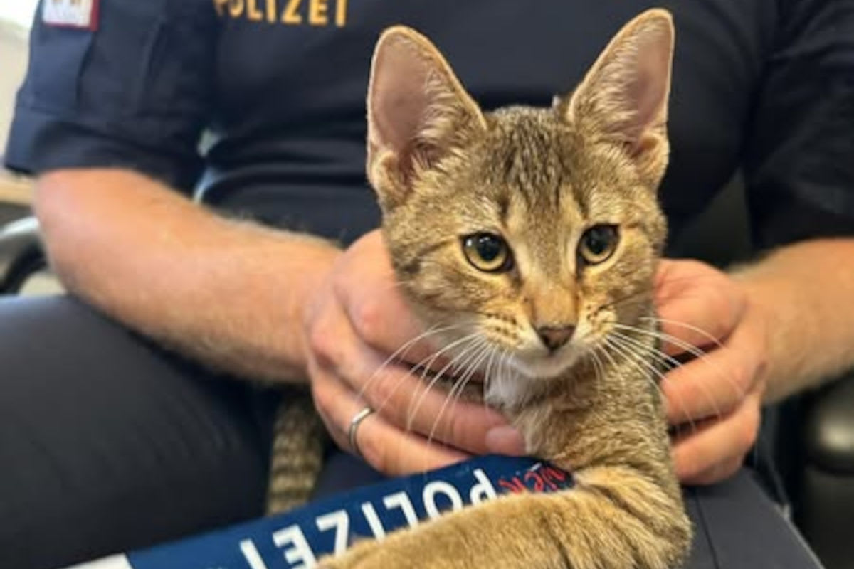 Katze gefunden in Eisenstadt B – Besitzer gesucht