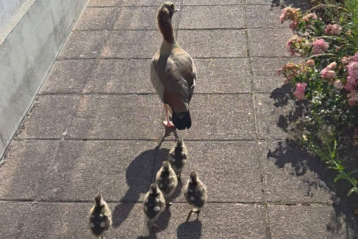Polizei rettet Tiere in Zweibrücken RP – Nilgansfamilie auf der L471