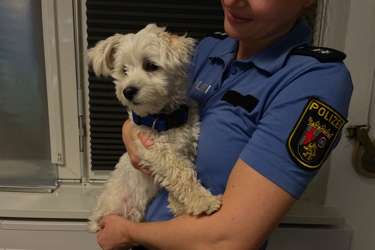 Oppenheim – Polizei sucht Besitzer von freilaufendem Hund