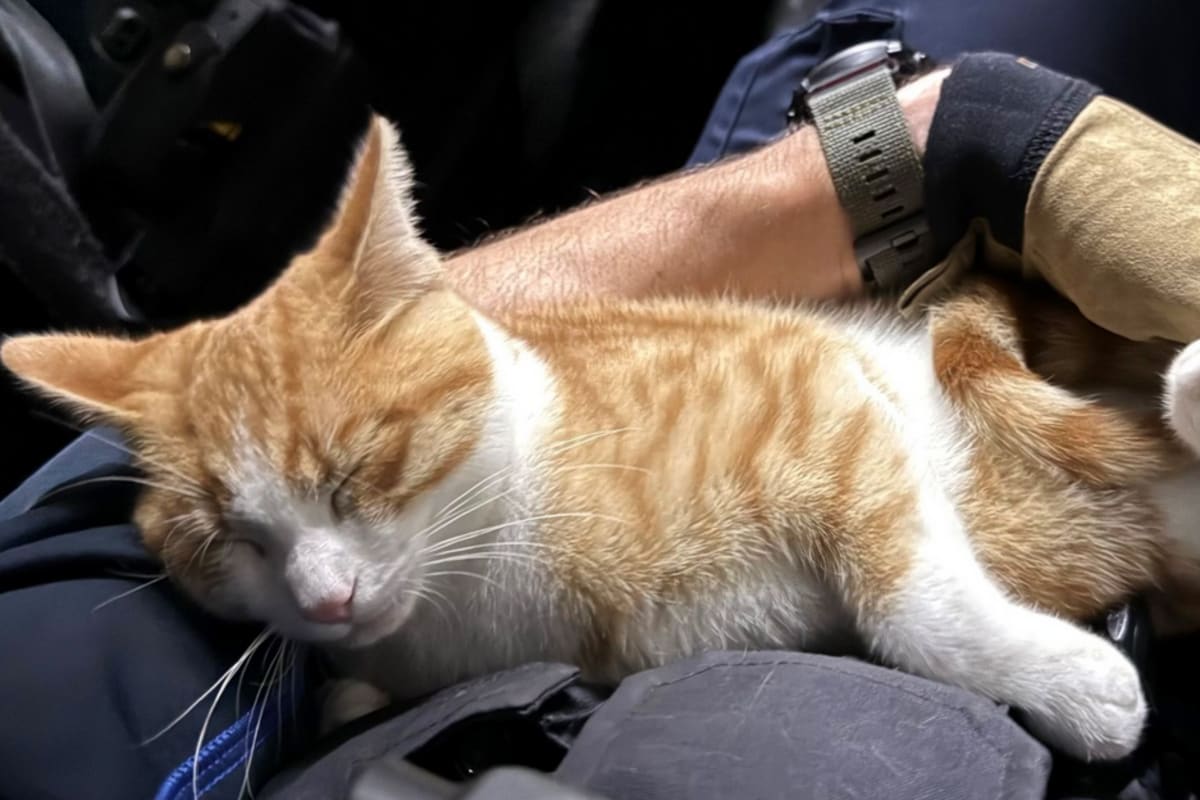 Schaffhausen – Abenteuerlustiger Kater sorgt für Polizeieinsatz