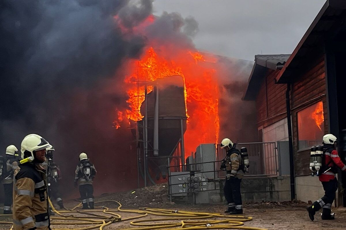 Diegten BL - Mehrere Schweine verenden bei Grossbrand 