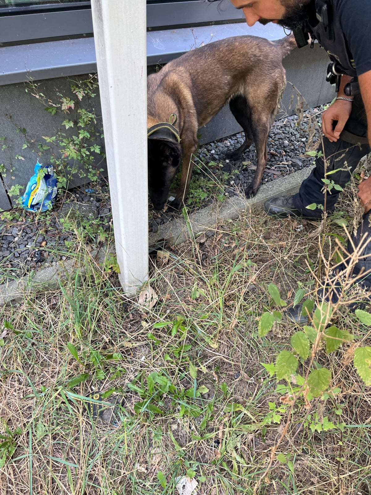 Siegen – Polizeihund Freya findet Drogenverstecke in Innenstadt