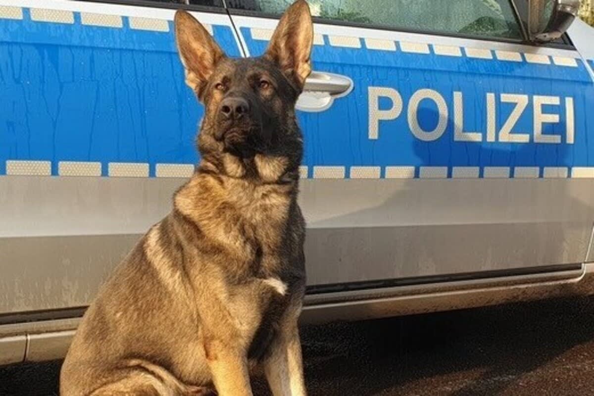 Hamburg-Wilhelmsburg - Diensthund "Zack" spürt rund 850 Gramm Kokain auf