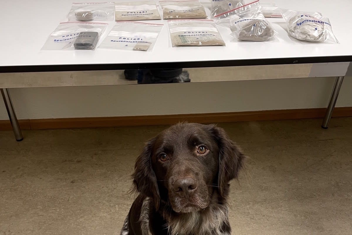 Landquart GR – Polizeihund Faro erschnüffelt Heroin