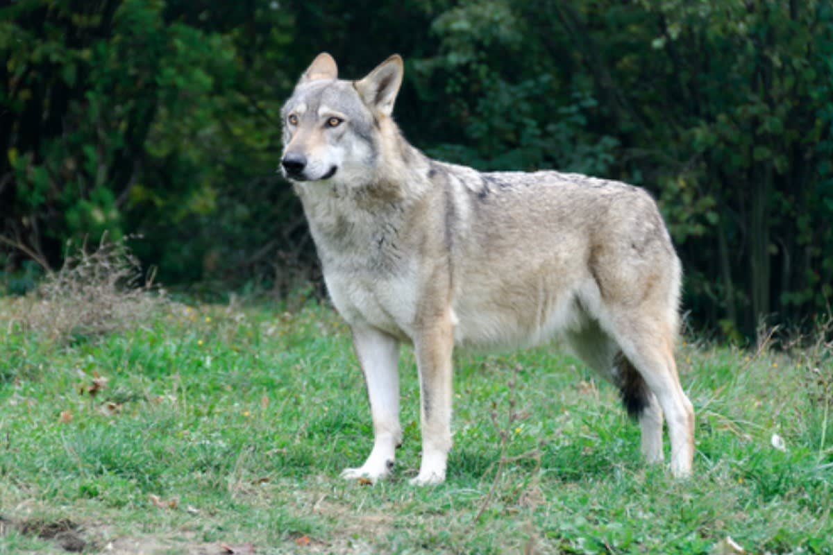 Hundwil AR – Wolf reisst mehrere Nutztiere