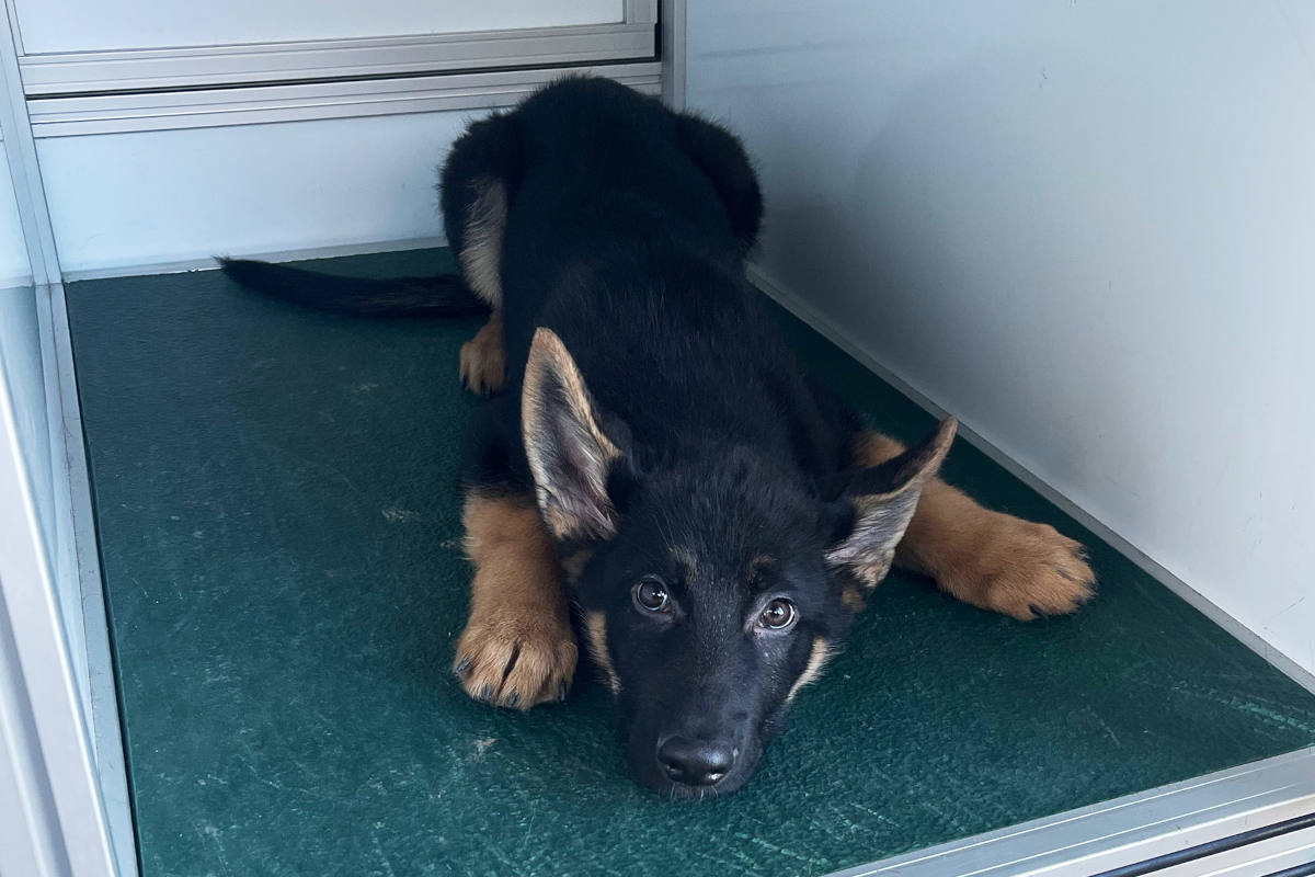 Hergiswil NW – Junger Schäferhund «Johnny» allein unterwegs