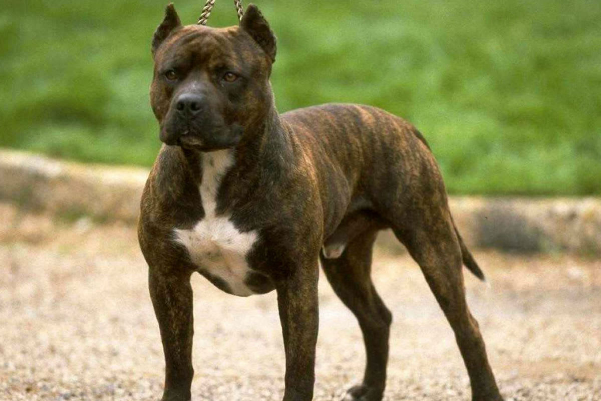 Besitzer misshandelt Hund in Wien – Festnahme nach Widerstand