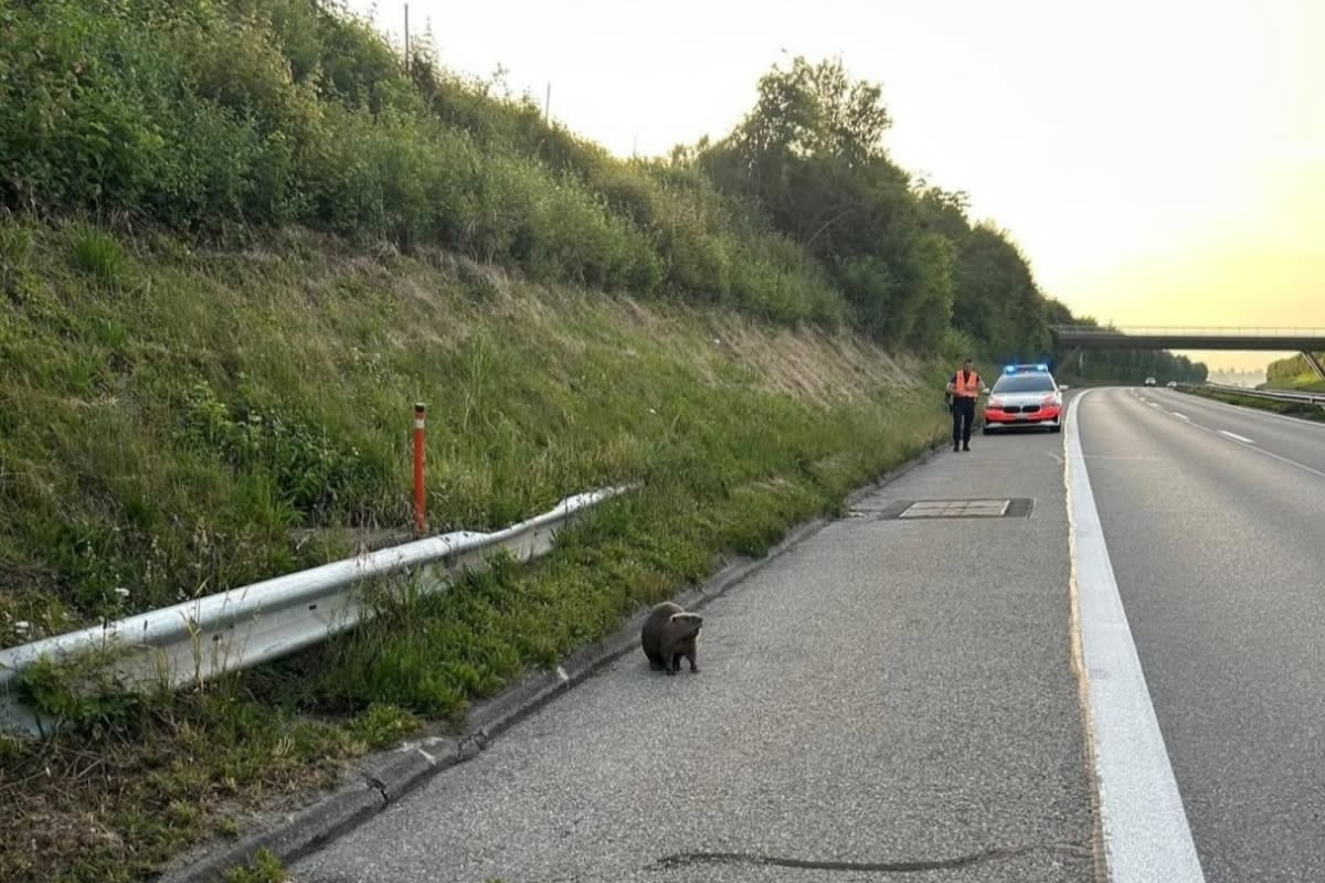 Bern – Polizei hilft einem Biber auf der Autobahn 