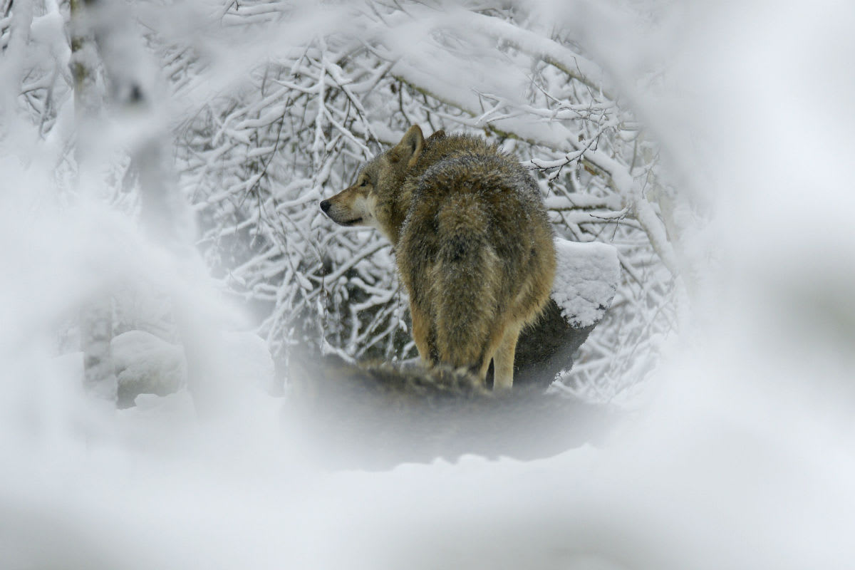 Appenzell - Wolfspräsenz genetisch bestätigt
