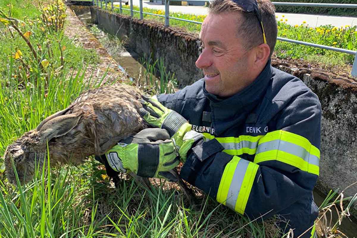 Weidach - Hase aus misslicher Lage von Feuerwehr gerettet!