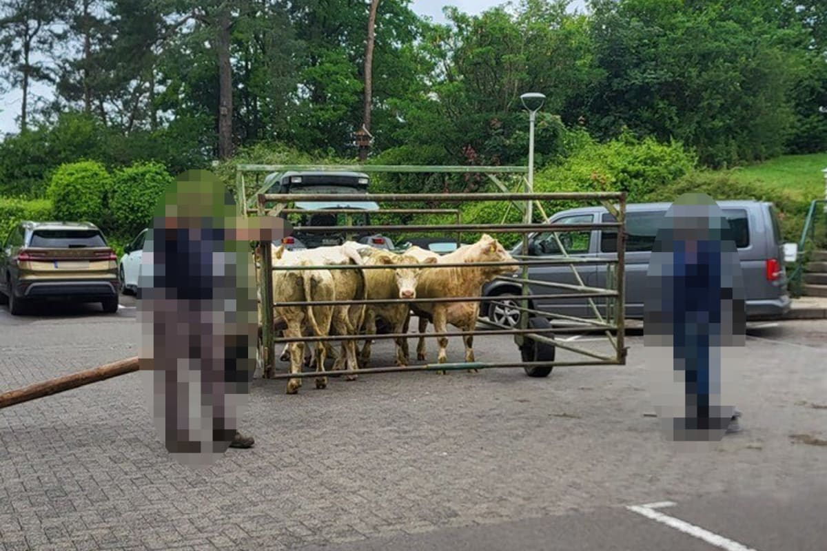 Wolfhagen – Ausgerissene Kühe laufen ins Krankenhaus
