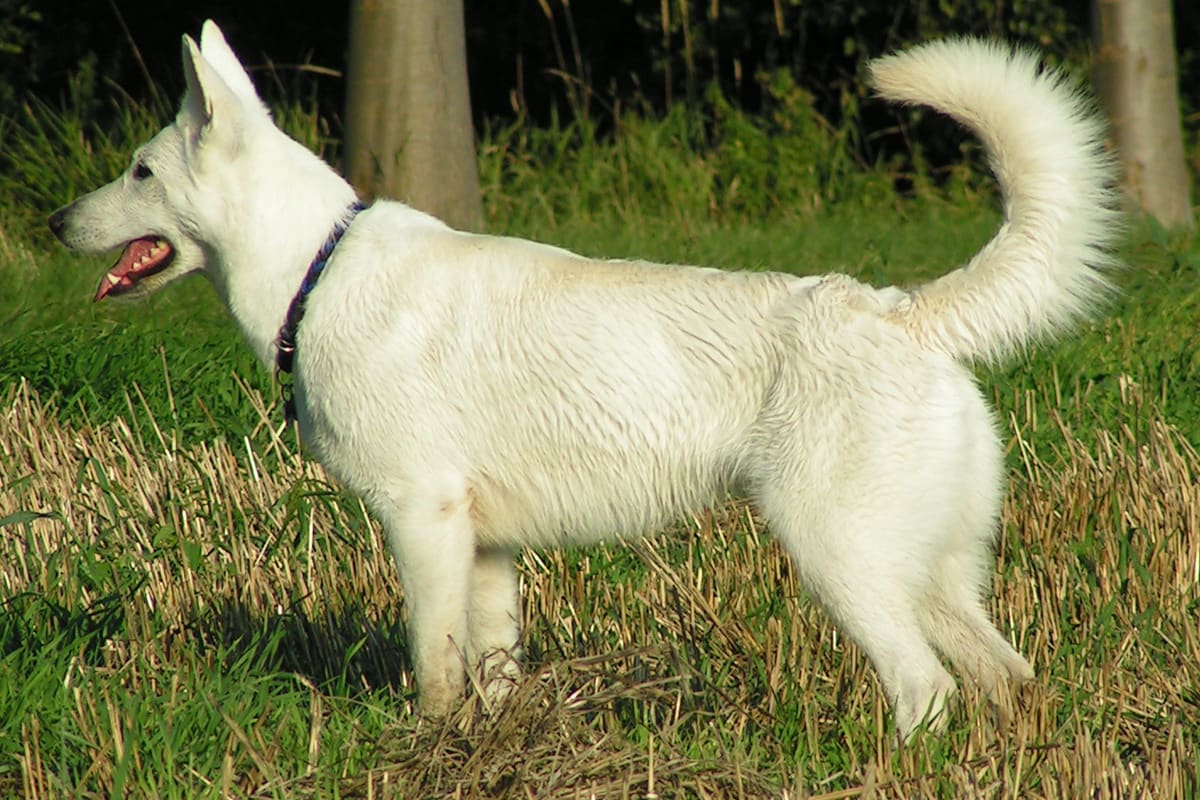 Stadthagen – Besitzer von Schäferhund in Wendthagen gefunden